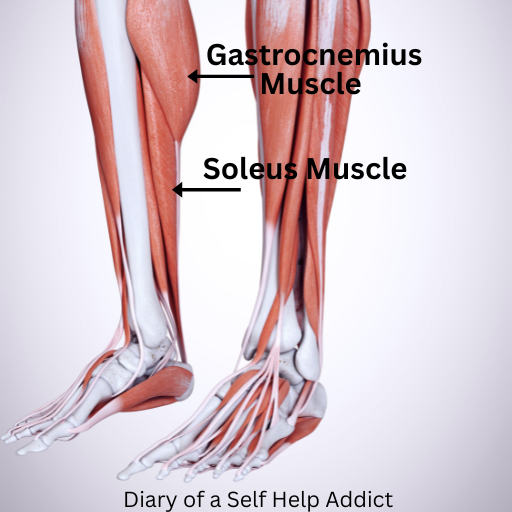 bones and muscles of lower legs and feet including gastrocnemius and soleus