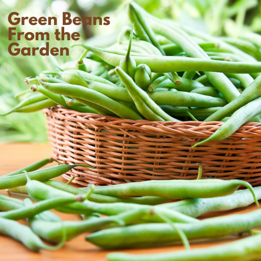 Green beans from the garden