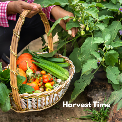 woman's hands picking vegetables from the garden