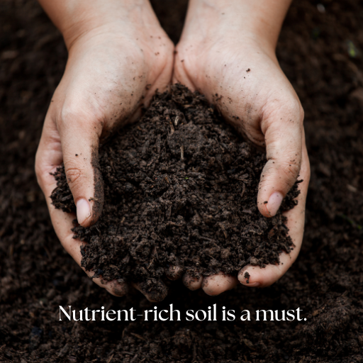 nutrient-rich garden soil is a must for late-start gardeners