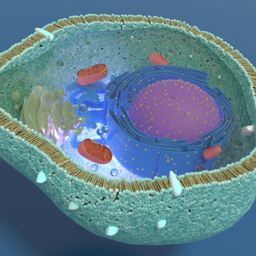 cell and mitochondria