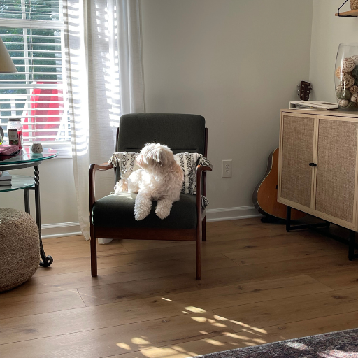 sun shining on on puppy sitting on a green chair