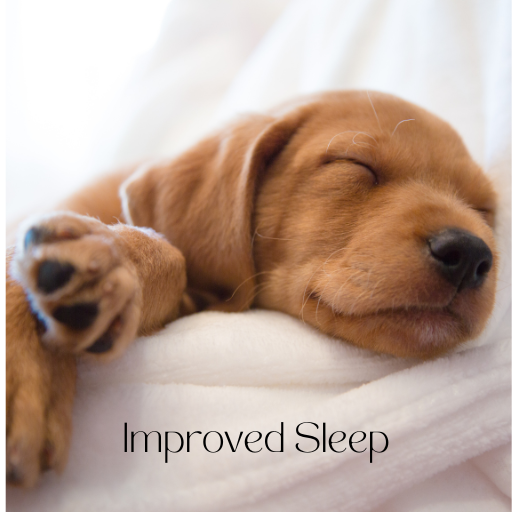 improved sleep. picture of sleeping puppy