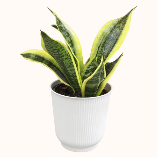 snake plant