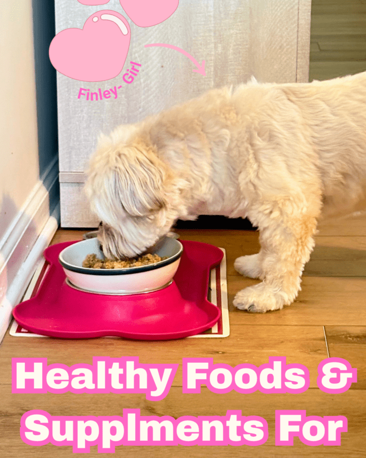 Finley girl puppy eating from her dog bowl filled with her favorite turkey meatloaf