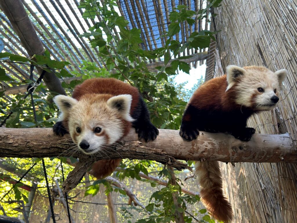 chattanooga zoo red pandas