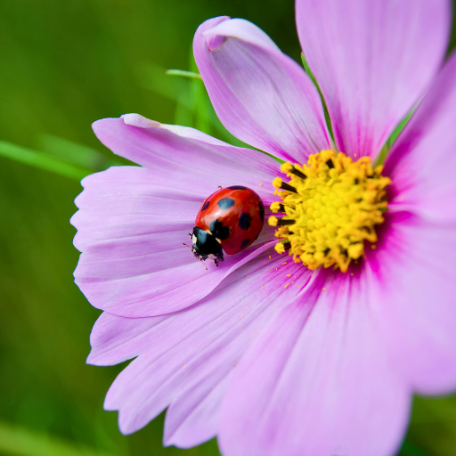 ladybug on a purple flower