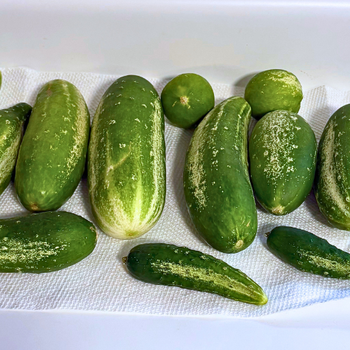 garden cucumbers