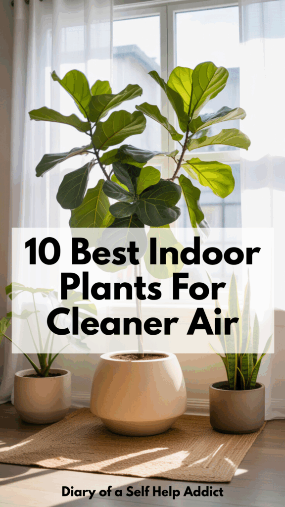 Bright, cozy living room with a large fiddle leaf fig, monstera, and snake plants in neutral ceramic pots