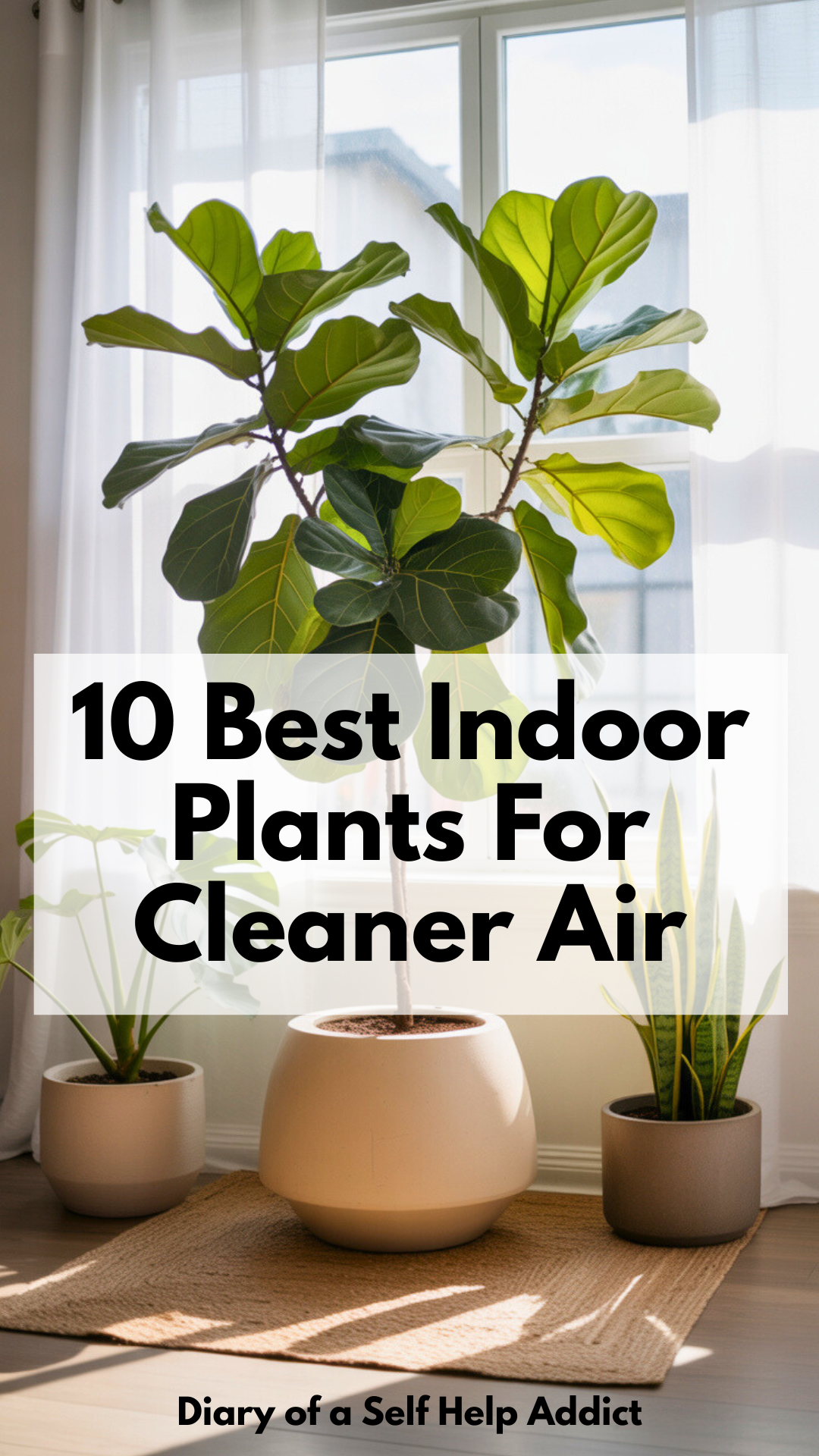 Bright, cozy living room with a large fiddle leaf fig, monstera, and snake plants in neutral ceramic pots.