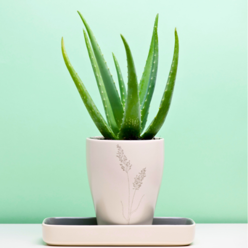 aloe plant in a small neutral colored planter 