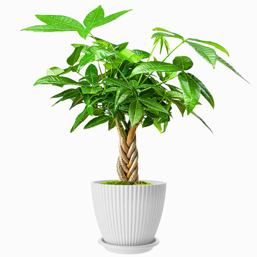 money tree with a braided trunk in a white ribbed planter