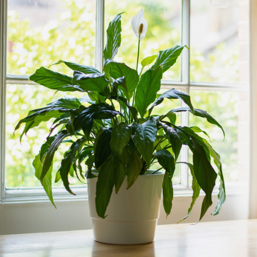 peace lily in front of a window 