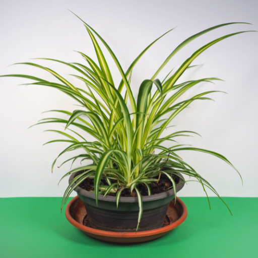 spider plant 