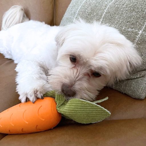Our puppy Finley and her toy carrot