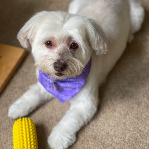 our puppy finley with a purple bandana on and her toy corn at her front paws