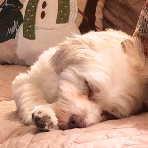 Our sweet puppy, Finley, sleeping on the couch with Christmas pillows in the background.